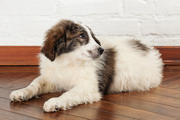 Charming little puppy