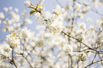 Obraz premium Spring Blooming #Cherry Blossoms #Closeup