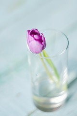 One Tulip color ultra violet in a glass of water, place for your text, mock up, mother's day card.