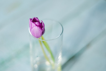 One Tulip color ultra violet in a glass of water, place for your text, mock up, mother's day card.