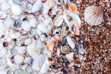 background of white and brown sea seashells