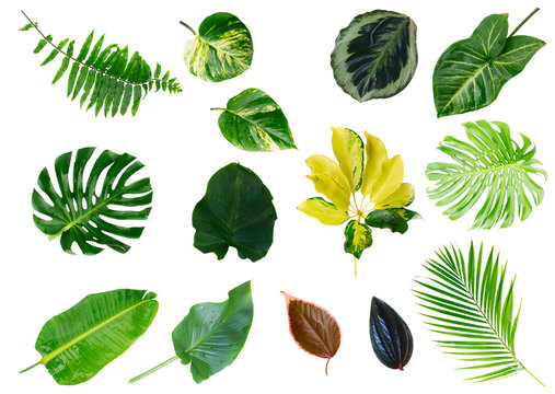 Fototapeta Tropical green leaves