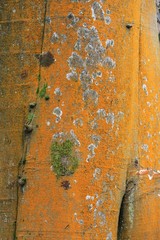 Lichen sur Hêtre