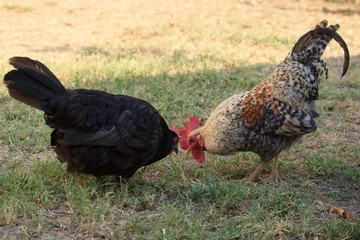 Rooster and Hen in the Garden