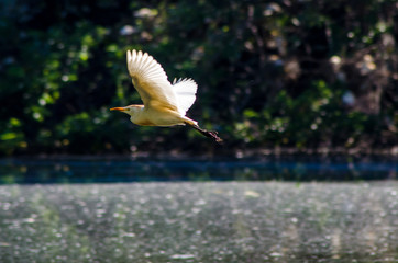 belas aves do Brasil.