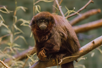 Portrait of  small funny hairy monkey on the tree