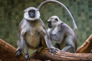 Portrait of funny Vervet monkey from Africa's jungles