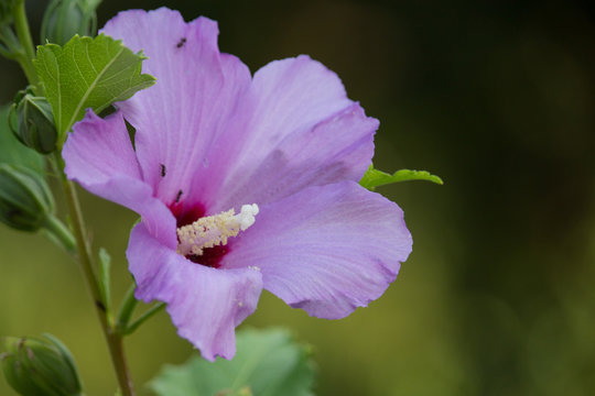 Pink Hibiscus Flower