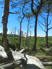 Pins et dune des Landes