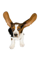 Junger Basset Hound mit fliegenden Ohren