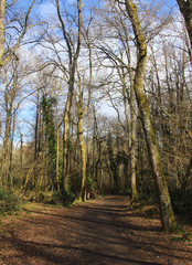 Promenade dans les bois 2