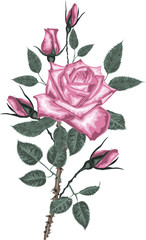 Bouquet of pink roses - high quality vector art