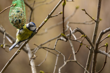 The sweet hungry bird