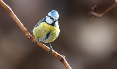 Mesange bleue 