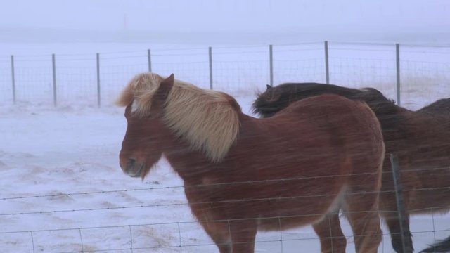 Typical Icelandic hairy horse grazing in snow blizzard. Iceland breed horse in wintertime in hard conditions snowy freezing winter at Iceland.
