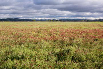 Rice field in spring. Red clover, is one of the herbs resistant to the winter climate which is planted for mulching, this, allows the rice to grow without the need for weedkillers.