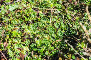 Natural texture. Lacy plant in the mountains. Howland Flora
