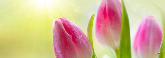 Pink tulips background.