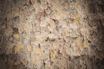 Texture tree bark.