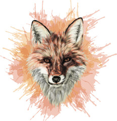Red Fox - Stylized vector art - High quality illustration