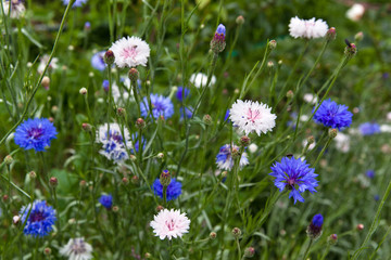 Flowers cornflowers in a field among green grass