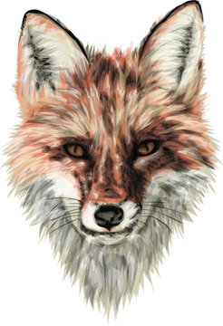 Red Fox - vector art