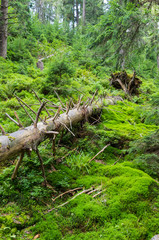A fallen tree in the forest. Leading lines.