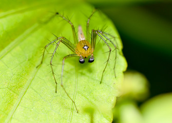 Spider