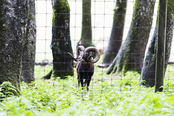 male muflon in the forest