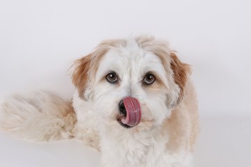 kleiner hund liegt im studio und leckt sich über die nase