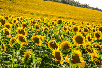 Obraz premium Field of sunflowers yellow.
