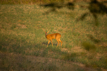 Roe in the Field