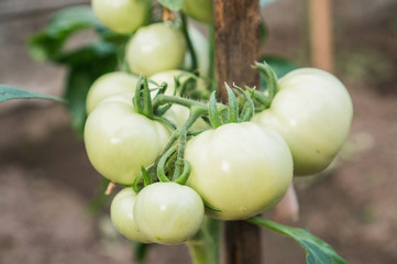 Green undivided tomatoes on a branch in a greenhouse. Seedling