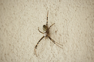 Araneidae Spider on Wall