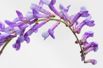 Vicia cracca flower on white background, close-up. This is one of the flowers which are cultivated...