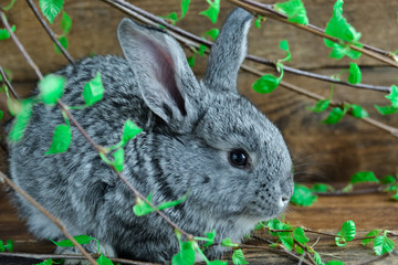 Grey Bunny Rabbit On Wooden Background Among Green Branches, The Concept Of Spring And Easter