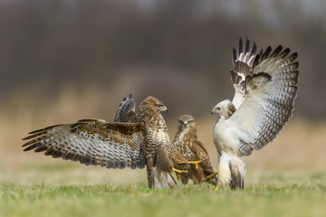 Fight in the meadow/Common Buzzard	