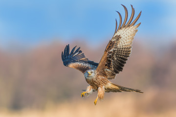 Flight over the meadow/Red Kite