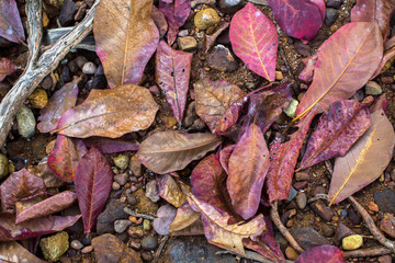 Texture red yellow fallen leaves on the sand to the sea.
