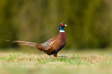 Walk the meadow in winter/Common Pheasant	