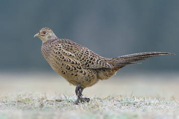 Walk the meadow in winter/Common Pheasant	