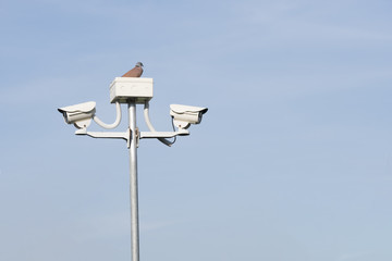 Bird on the security cameras in garden on blue sky background