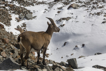 Young Alpine Ibex (mountain goat) on the rocks in the meadows, Mount Blanc, France