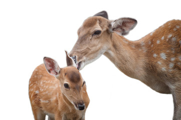 baby deer and mom's