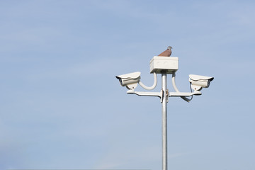 Bird on the security cameras in garden on blue sky background