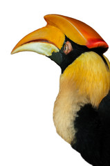 Great Hornbill