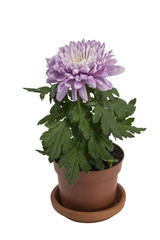 flower purple chrysanthemum in a pot on white background isolated