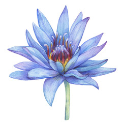 Flowers blue Egyptian lotus (water lily, Nymphaea caerulea, sacred lotus). Watercolor hand drawn painting illustration isolated on white background. For greeting cards, textile design, patterns.