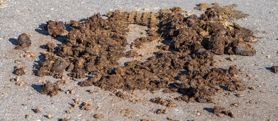 Mit Pferdeäpfel verschmutzte Straße