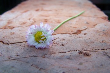 A daisy on a red brick